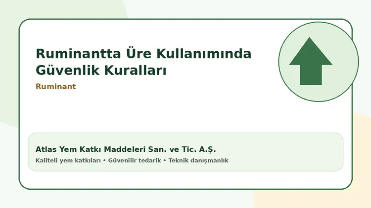 Ruminantta Üre Kullanımında Güvenlik Kuralları
